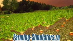 Текстура свеклы «Sugarbeet Texture» v1.0 для Farming Simulator 2015 - скриншот